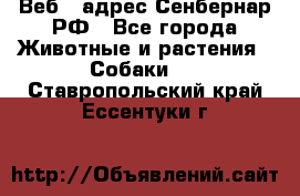 Веб – адрес Сенбернар.РФ - Все города Животные и растения » Собаки   . Ставропольский край,Ессентуки г.